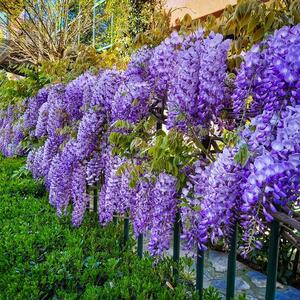 Kako da napravite najlepši "cvetni kišobran" u bašti? Saveti za gajenje GLICINIJE koja će postati zvezda svakog dvorišta