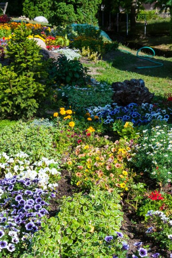 Bežaće od vašeg dvorišta "k'o đavo od krsta": 8 biljaka koje odbijaju krpelje i teraju ih daleko od vaših ukućana