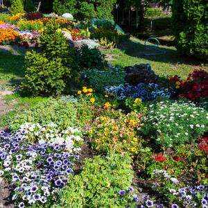 Bežaće od vašeg dvorišta "k'o đavo od krsta": 8 biljaka koje odbijaju krpelje i teraju ih daleko od vaših ukućana