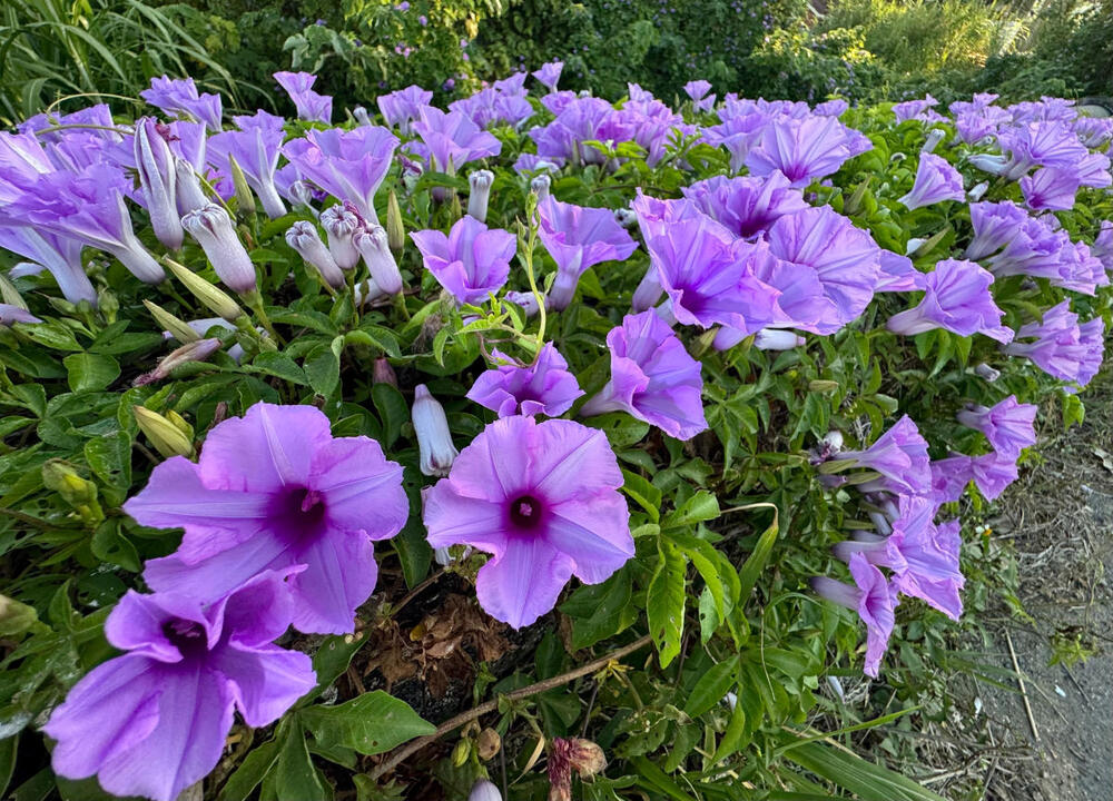 foto: Shutterstock/Tin-Kong