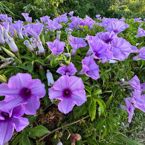 7 najboljih cvetova za uzgoj iz semena: Ako zasadite neku od ovih biljaka, bašta će vam biti najlepši raj