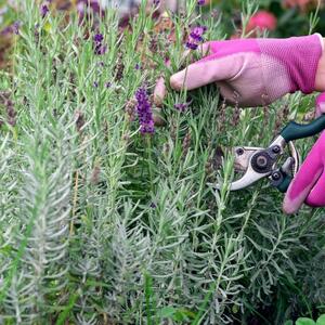 Kako orezati i rasaditi lavandu? Od jedne napravite 10 novih, mladih biljaka koje će dati na hiljade cvetova