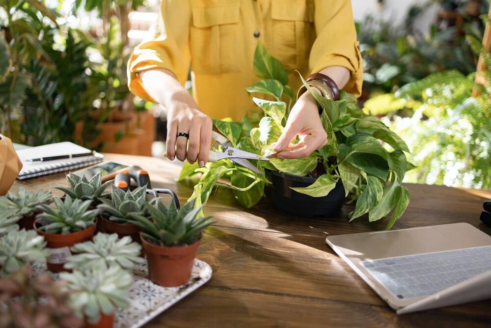 Kako se orezuje potos?
