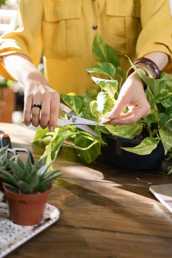Kako orezati potos da mu lišće bude još zelenije i bujnije? Saveti za negu nezahtevne sobne biljke
