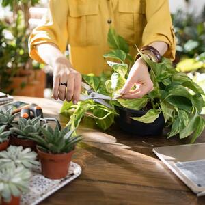 Kako orezati potos da mu lišće bude još zelenije i bujnije? Saveti za negu nezahtevne sobne biljke