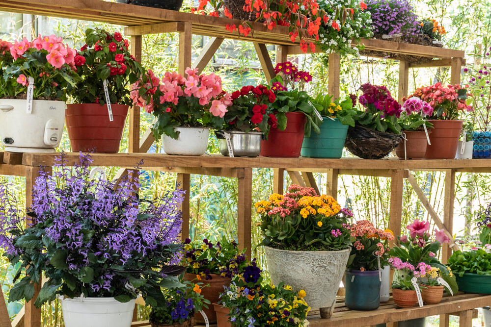 foto: Shutterstock / Orchid photho