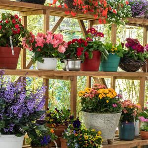 Njih posadite i zaboravite: 7 kombinacija saksijskih biljaka koje izgledaju luksuzno, a ne traže gotovo nikakvu negu