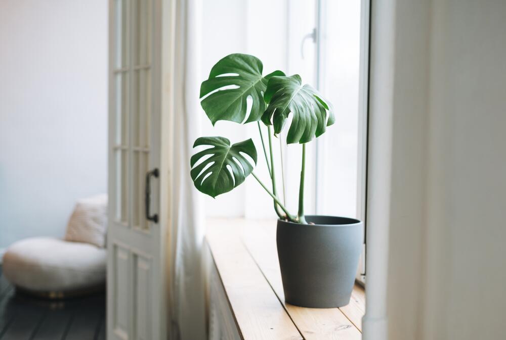 Monstera