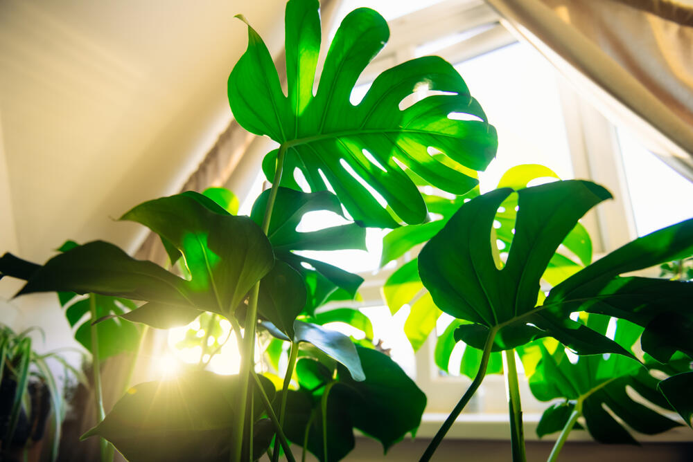 foto: Shutterstock/Okrasiuk