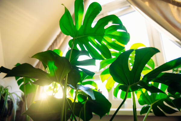 Da bi rasla i bujala, potrebna joj je adekvatna nega: Koliko svetlosti je zaista potrebno monsteri?