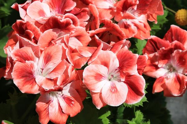 Kada izneti muškatle na terasu? Da bi bile bujne mesecima, ovi koraci su neophodni pre nego što provede dan na suncu