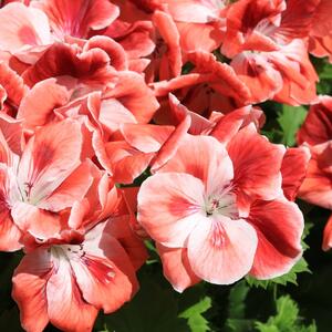 Kada izneti muškatle na terasu? Da bi bile bujne mesecima, ovi koraci su neophodni pre nego što provede dan na suncu