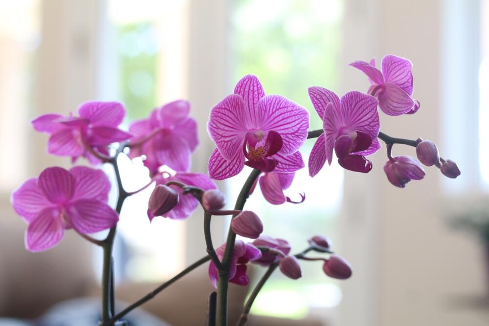 foto: Shutterstock/Kristin Conrad