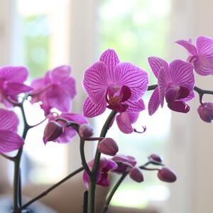 "Trik" uz koji će vam orhideje cvetati kao nikad dosad: Jednostavno je, a biljka će bujati kao luda