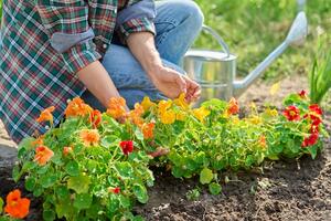 Daje eksploziju boja u bašti, štiti cveće od šetočina i JESTIVO JE: Kako se sadi i gaji NASTRUCIJUM da traje godinama?