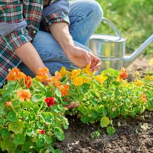 Daje eksploziju boja u bašti, štiti cveće od šetočina i JESTIVO JE: Kako se sadi i gaji NASTRUCIJUM da traje godinama?