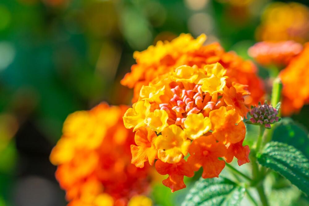 foto: Shutterstock/k_samurkas