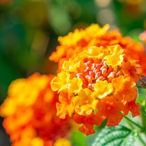 Posadite je i zaboravite na komarce: Nezahtevna biljka cveta od maja do oktobra, a ne smetaju joj ni najveće vrućine