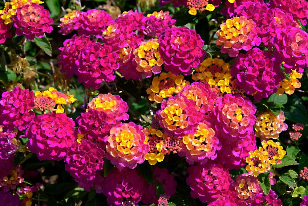 Lantana