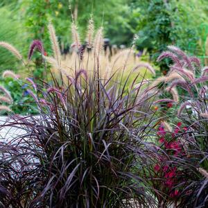 Zaboravite na pampas, ovo su 4 najlepše UKRASNE TRAVE: Daju poseban izgled bašti, stanica su za pčele, leptirove, ptice