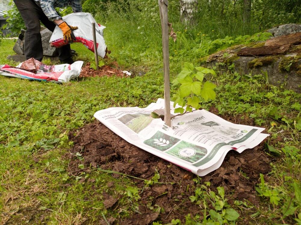 Stare novine, Malčiranje, Malč