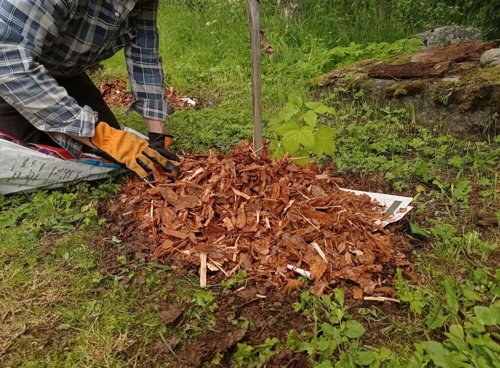 POSTUPAK MALČIRANJA NOVINAMA JE SPECIFIČAN 
