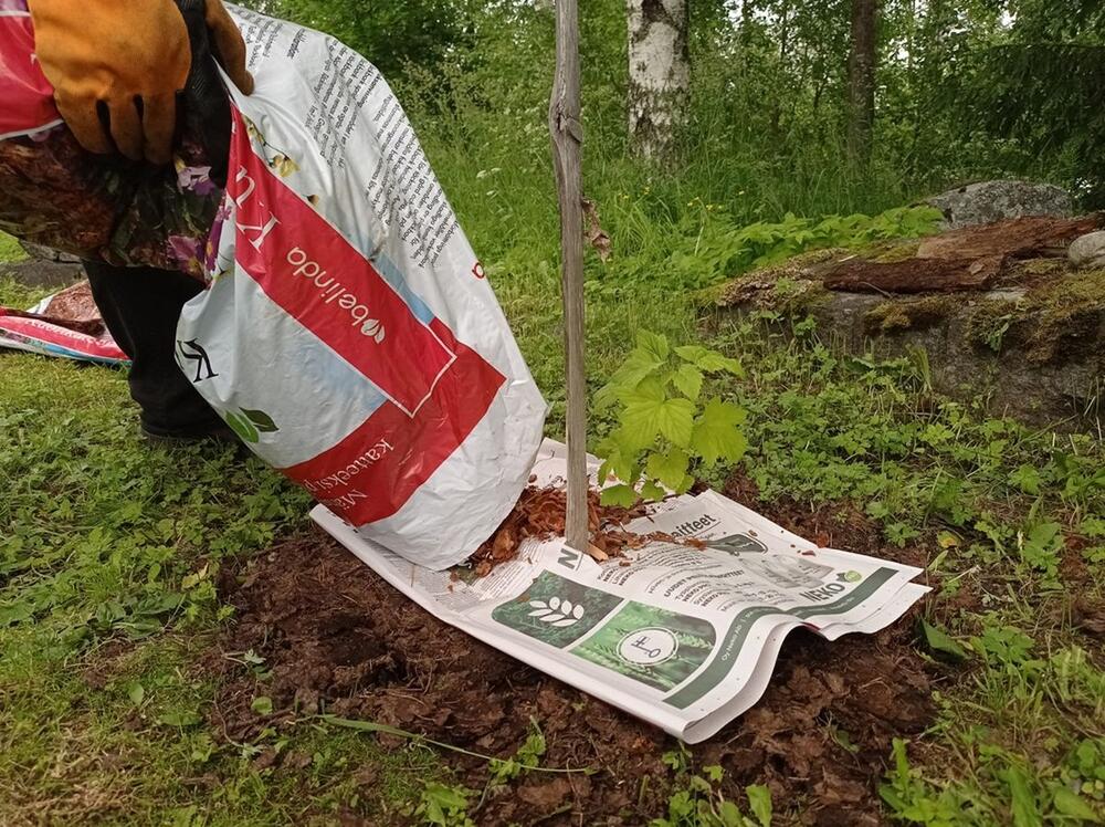 MALČIRANJE STARIM NOVINAMA JE DOBRA ALTERNATIVA 