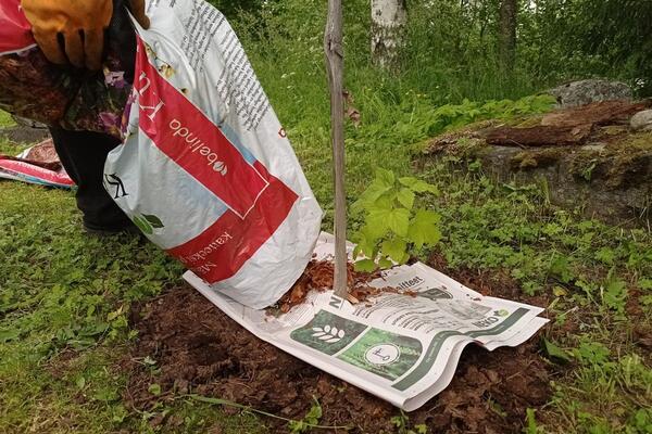 Da li se može napraviti malč od starih novina? Jedni tvrde da je to jeftino rešenje, drugi da može da uništi biljke