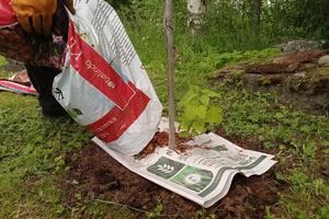 Da li se može napraviti malč od starih novina? Jedni tvrde da je to jeftino rešenje, drugi da može da uništi biljke