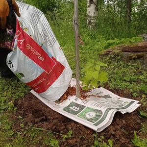 Da li se može napraviti malč od starih novina? Jedni tvrde da je to jeftino rešenje, drugi da može da uništi biljke