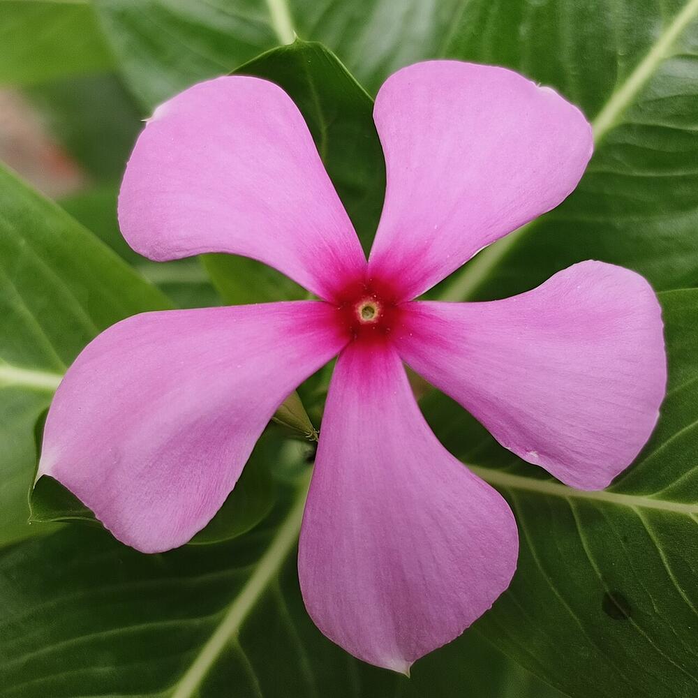 Vinka (Catharanthus roseus), poznata i kao madagaskarski zimzelen, često se viđa u našim baštama 