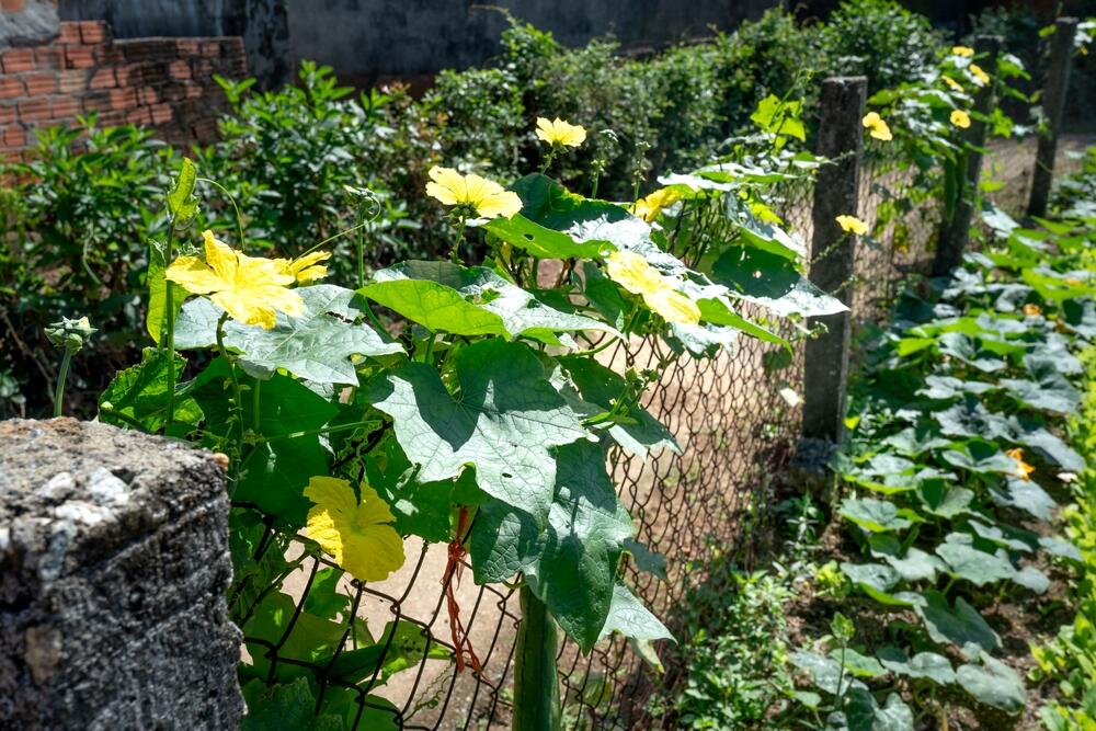 Lufa ima krupne listove, pa pravi hlad tokom leta