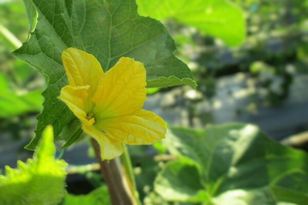 Ova biljka daje prirodne sunđere i potpuno menja dvorište za kratko vreme: Lufa je čudo prirode koje se uzgaja lako