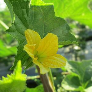 Ova biljka daje prirodne sunđere i potpuno menja dvorište za kratko vreme: Lufa je čudo prirode koje se uzgaja lako