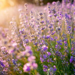 Zbog jednog sastojka cvetaće kao luda: Jeftin i jednostavan trik za bujniji rast lavande