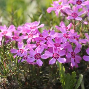 Nezahtevne su i maltene se brinu same o sebi: 6 biljaka pomoću kojih ćete napraviti najlepši cvetni tepih u dvorištu