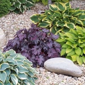 Kako se uzgaja i neguje HOSTA? Najotpornija biljka s listovima lepšim od bilo kog cveta buja na mestima gde nema sunca