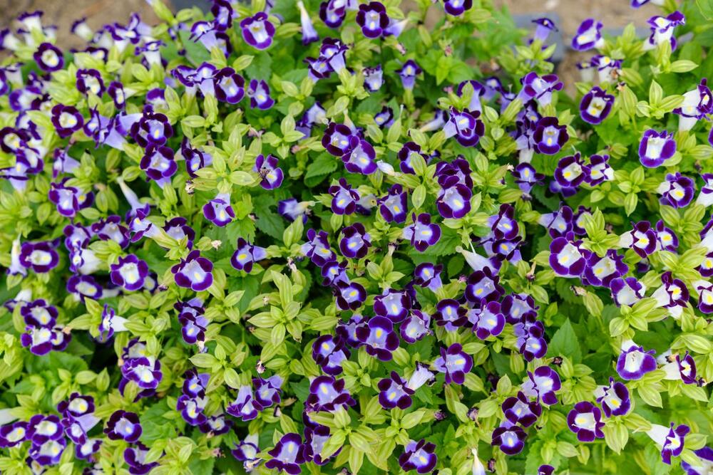 foto: Shutterstock/kazutaka.Japan