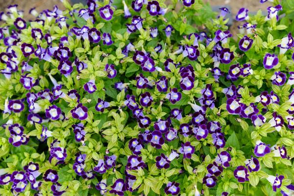 Imaćete bujnu baštu za samo nekoliko nedelja: 7 jednogodišnjih biljaka koje najbolje uspevaju u hladu