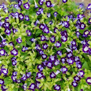 Imaćete bujnu baštu za samo nekoliko nedelja: 7 jednogodišnjih biljaka koje najbolje uspevaju u hladu