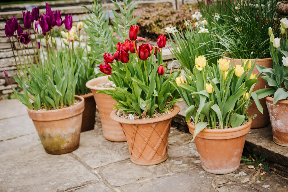 GREŠKE ZBOG KOJIH LALE VENU 