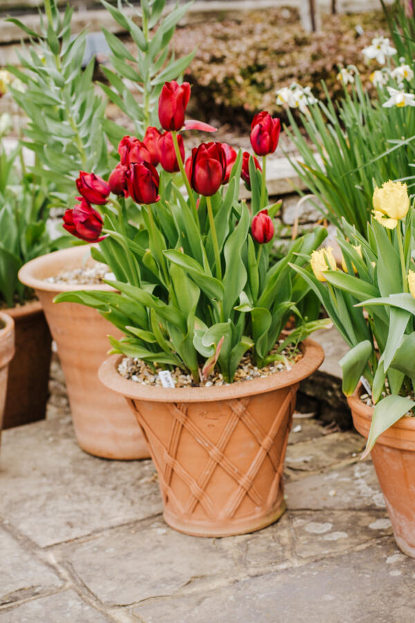 Zašto nam se suše lale? Greške zbog kojih se listovi uvijaju, stabljika vene, a cveta nema ili opadne čim procvetaju