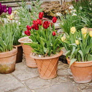 Zašto nam se suše lale? Greške zbog kojih se listovi uvijaju, stabljika vene, a cveta nema ili opadne čim procvetaju