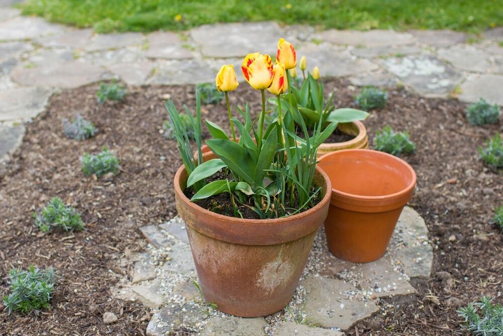 LALE ČESTO VENU JER NEMAJU DOBRU ZEMLJU