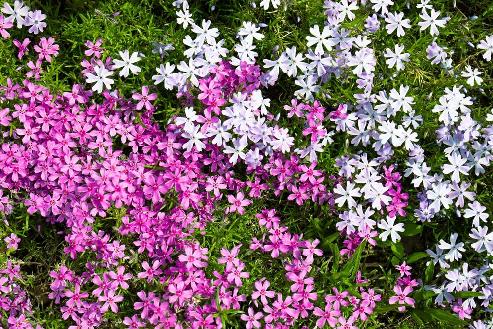 foto: Shutterstock/Kamrad71