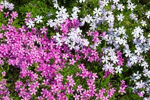 10 najboljih biljaka za baštovane početnike: Nezahtevne vrste cveća koje će ulepšati vašu baštu bez mnogo muke i truda