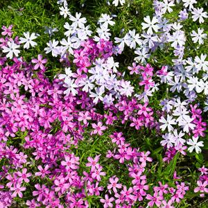 10 najboljih biljaka za baštovane početnike: Nezahtevne vrste cveća koje će ulepšati vašu baštu bez mnogo muke i truda