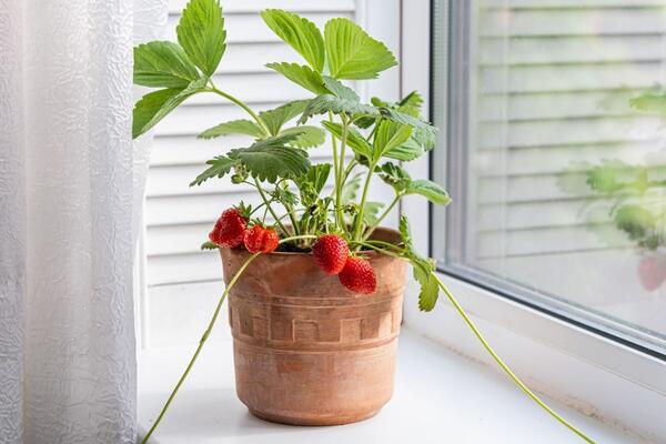 Da li se mogu gajiti jagode u saksiji na prozoru? Baštovan objasnio 2 metoda i dao detaljan vodič korak po korak