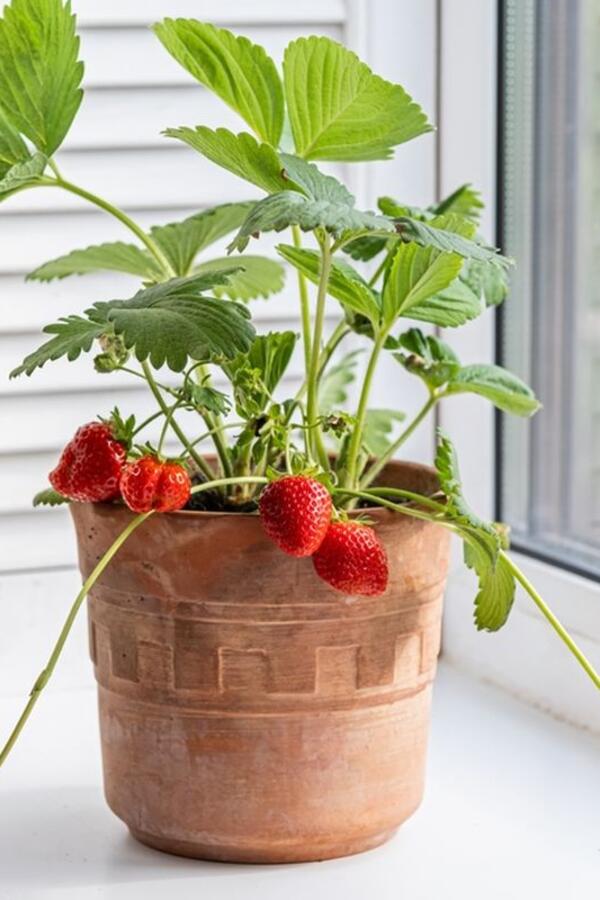 Da li se mogu gajiti jagode u saksiji na prozoru? Baštovan objasnio 2 metoda i dao detaljan vodič korak po korak