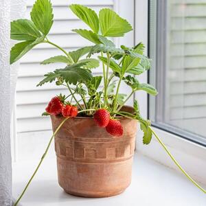 Da li se mogu gajiti jagode u saksiji na prozoru? Baštovan objasnio 2 metoda i dao detaljan vodič korak po korak)